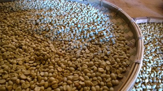 自己制作 刚刚采摘的咖啡豆子 生豆的采摘 生豆的烘焙