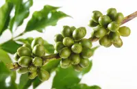 阿拉比卡豆 阿拉比卡豆的特色 阿拉比卡豆来源  咖啡豆阿拉比卡豆