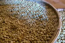 咖啡基础知识入门第三节 咖啡豆的分类 蓝山咖啡 摩卡 麝香猫咖啡