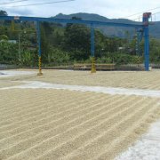 哥斯达黎加精品咖啡豆的种植 哥斯达黎加精品咖啡的现状 哥斯达黎