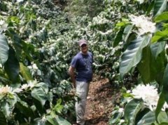 精品咖啡产地介绍——厄瓜多尔 厄瓜多尔精品咖啡独特之处 厄瓜多