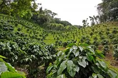 哥斯达黎加圣罗曼水洗精品咖啡豆 圣罗曼咖啡独特风味 圣罗曼咖啡
