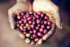夏威夷精品咖啡——科纳咖啡 科纳精品咖啡产地介绍 科纳精品咖啡