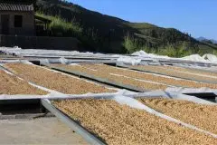 生豆 生豆的处理方法--自然日晒法 如何处理生豆 自然日晒法生豆