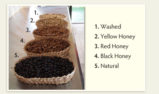 生豆 生豆的处理方法--蜜处理法 蜜处理后的咖啡豆如何分级？