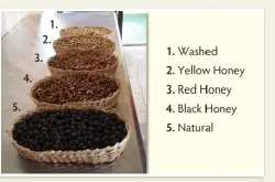 生豆 生豆的处理方法--蜜处理法 蜜处理后的咖啡豆如何分级？