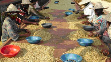 咖啡生豆的加工方法 咖啡生豆的处理方法和步骤