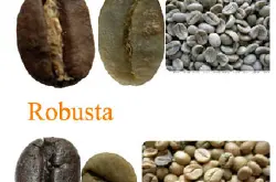 阿拉比卡与罗布斯塔 阿拉比卡咖啡豆 罗布斯塔咖啡豆  有什么不同