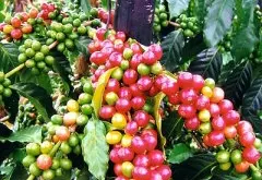 精品咖啡豆介绍——夏威夷可娜精品咖啡 可娜咖啡的特点 可娜咖啡