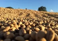 非洲咖啡产地介绍：赞比亚咖啡 赞比亚咖啡独特口感 赞比亚咖啡风