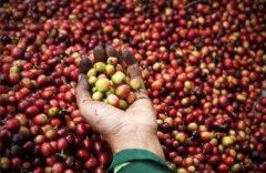 波多黎各咖啡的市场 波多黎各咖啡的现状 波多黎各咖啡的产量 波