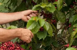 咖啡豆 咖啡豆的产地 非洲的咖啡豆 非洲咖啡豆的产地