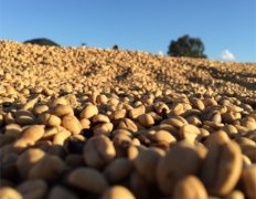 高产量的优质咖啡豆 哥伦比亚精品咖啡 哥伦比亚咖啡的口感风味