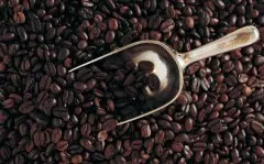 精品咖啡豆介绍——麝香猫精品咖啡 猫屎咖啡豆 麝香猫咖啡的制作