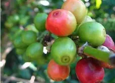 印度咖啡的介绍 印度咖啡的特色 印度咖啡的品质 印度咖啡的口感