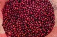 精品咖啡豆产地介绍 巴布亚新几内亚的咖啡 巴布亚新几内亚咖啡产