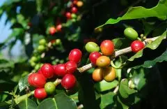 阿拉比卡精品咖啡豆介绍 阿拉比卡咖啡豆口感　阿拉比卡咖啡豆特