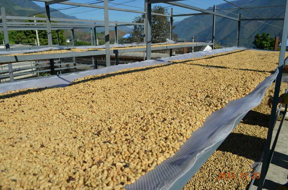巴拿马波奎特boquete产区凯萨路易斯庄园水洗处理 精品咖啡 熟豆
