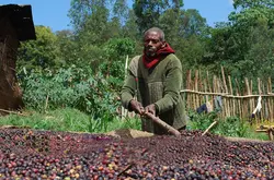 美洲咖啡 哥伦比亚 亚圣瑞塔 进口优质水洗处理咖啡豆