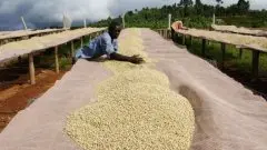 衣索匹亚咖啡最好的在哪里？埃塞俄比亚西达摩日晒咖啡豆风味特点介绍