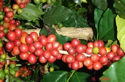 埃塞俄比亚sidamo西达摩G2等级水洗处理 非洲咖啡 精品咖啡熟豆