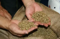 精品咖啡熟豆非洲坦桑尼亚乞力马扎罗珍珠圆豆PB吉利马札水洗波旁
