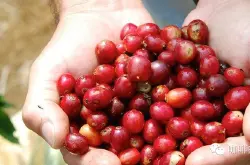 精品咖啡耶加雪啡埃塞俄比亚耶加雪菲科契尔kochere水洗G2熟豆