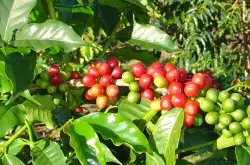 非洲咖啡肯尼亚Nyeri产区家图吉Gatugi处理厂水洗AA级蔓越莓