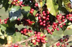 咖啡网推荐哥斯达黎加中部山谷火凤凰庄园红蜜处理SHB级咖啡熟豆
