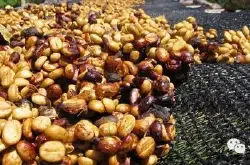咖啡网推荐 哥斯达黎加中部山谷火凤凰庄园红蜜处理SHB级咖啡熟豆
