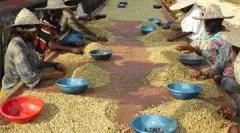 咖啡生豆的加工步骤 咖啡生豆的加工过程 咖啡生豆的加工方法 咖