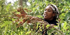 肯尼亚 肯亞 祈安布 亚拉庄园 珍珠圓豆 肯尼亚咖啡农庄 肯尼亚AA