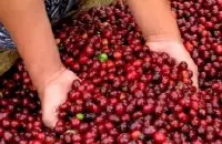 精品咖啡豆庄园介绍——洪都拉斯咖啡产地 洪都拉斯精品咖啡介绍