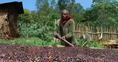 精品咖啡豆庄园介绍——牙买加咖啡产地 牙买加精品咖啡介绍 咖啡
