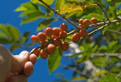 精品咖啡豆庄园介绍——马提尼克岛咖啡产地 马提尼克岛精品咖啡