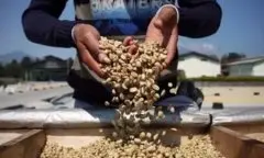 哥伦比亚慧兰高原钻石庄园波旁种优质咖啡豆 优质精品咖啡介绍 波