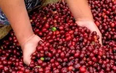 哥伦比亚精品咖啡庄园介绍 哥伦比亚慧兰勒柳莎咖啡庄园 哥伦比亚