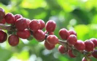 精品咖啡优质品种介绍：卡杜拉咖啡 卡杜拉咖啡是什么？ 咖啡的优