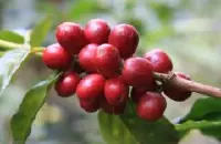 精品咖啡豆产区介绍——哥伦比亚考卡咖啡产区 考卡咖啡产区介绍