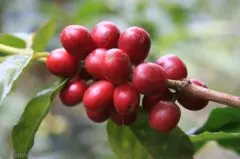 危地马拉薇薇特南果咖啡产区介绍 危地马拉咖啡种植庄园 危地马拉