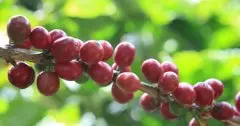 有着一种独特奇妙水果风味的精品咖啡——肯尼亚咖啡 肯尼亚咖啡