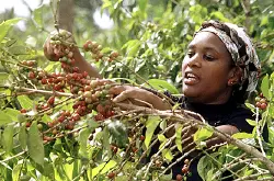 咖啡豆的构造咖啡种子咖啡网推荐埃塞俄比亚西达摩日晒处理狮子王