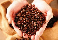 精品咖啡介绍 危地马拉微微特南果咖啡 微微特南果咖啡种植环境