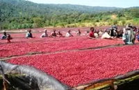 哥斯达黎加火凤凰咖啡庄园介绍 黑蜜紫罗兰咖啡豆介绍 咖啡豆的蜜