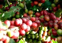 巴拿马情圣咖啡庄园介绍 巴拿马水洗瑰夏咖啡产区 精品咖啡豆介绍