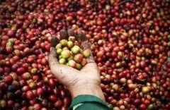 坦桑尼亚AA咖啡推荐——乞力马扎罗咖啡 乞力马扎罗咖啡的口感品