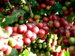 精品咖啡介绍——台湾水晶矿咖啡咖啡 台湾咖啡的种植简介 台湾咖