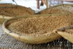 埃塞俄比亚西达摩产区耶加雪菲咖啡 耶加等级划分风味特点介绍
