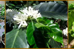 怎么种植咖啡树如何种植咖啡树咖啡树的种植咖啡生豆遮荫种植