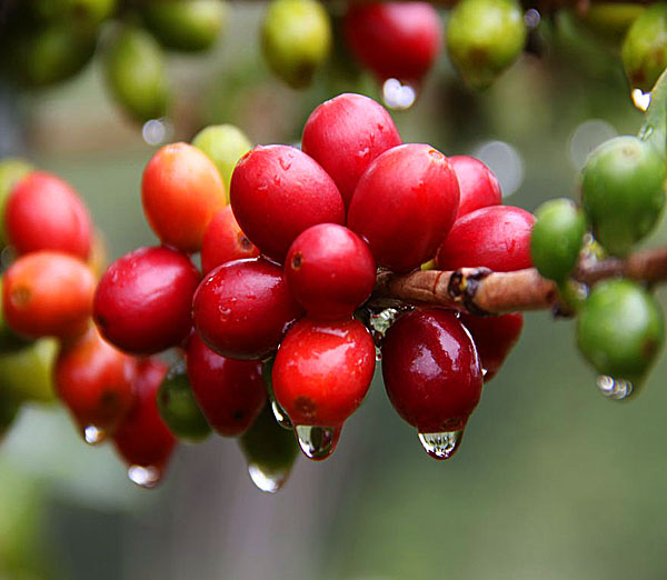 中国咖啡发展中国咖啡产地云南加快咖啡产业发展云南省咖啡种植
